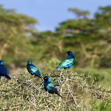 Kimana Amboseli Cultural Camping Bagian luar foto