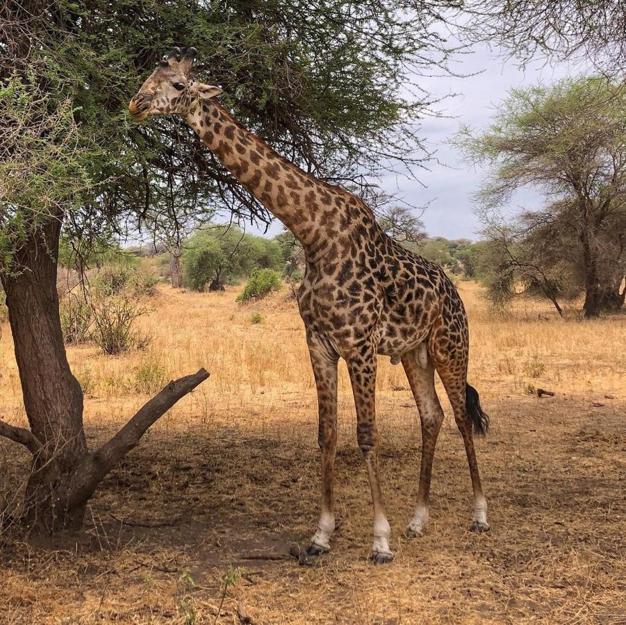 Kimana Amboseli Cultural Camping Bagian luar foto